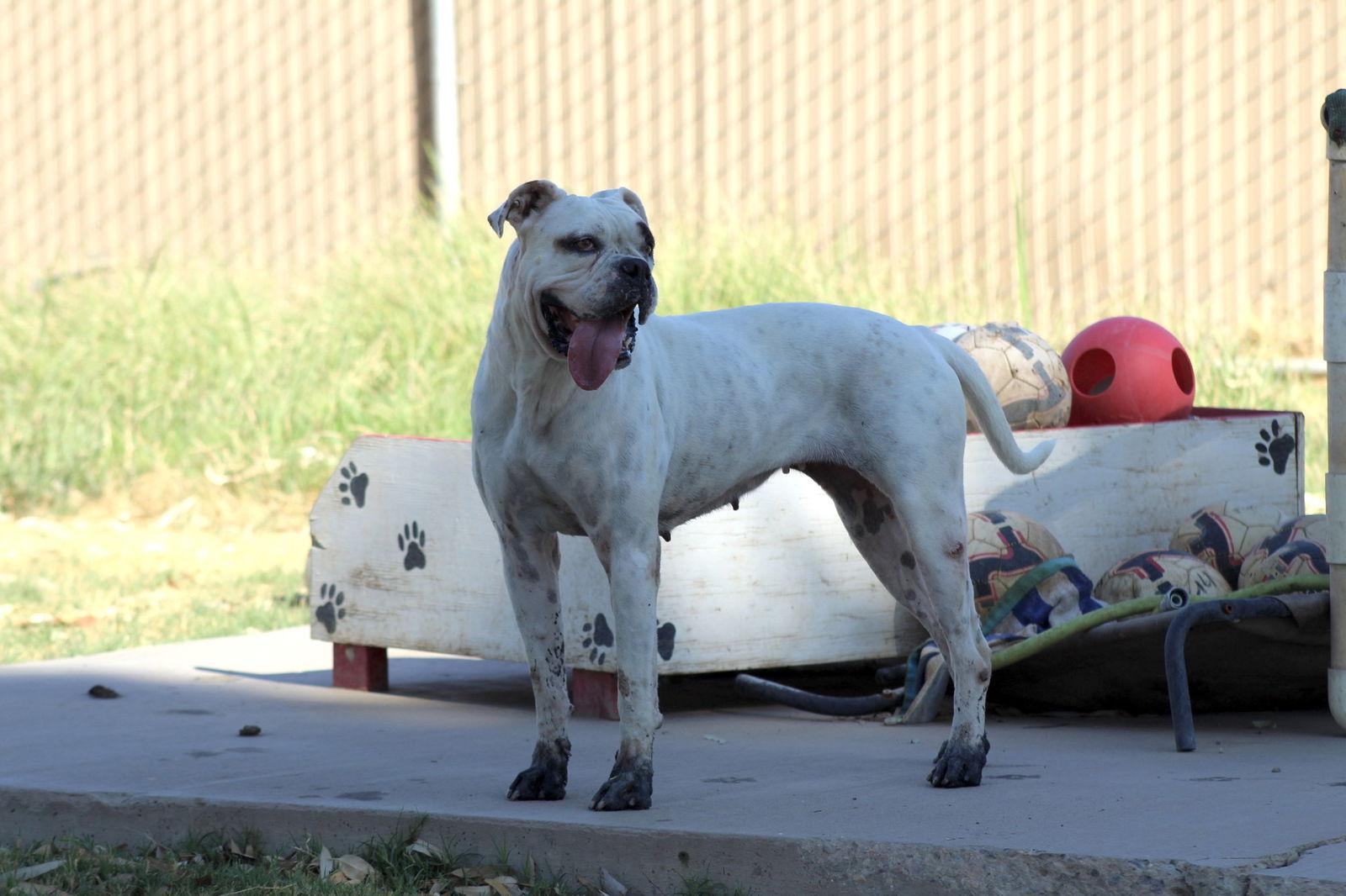 Enlarge Manchas, a Adoptable mixed breed in El Centro, CA image 2/3