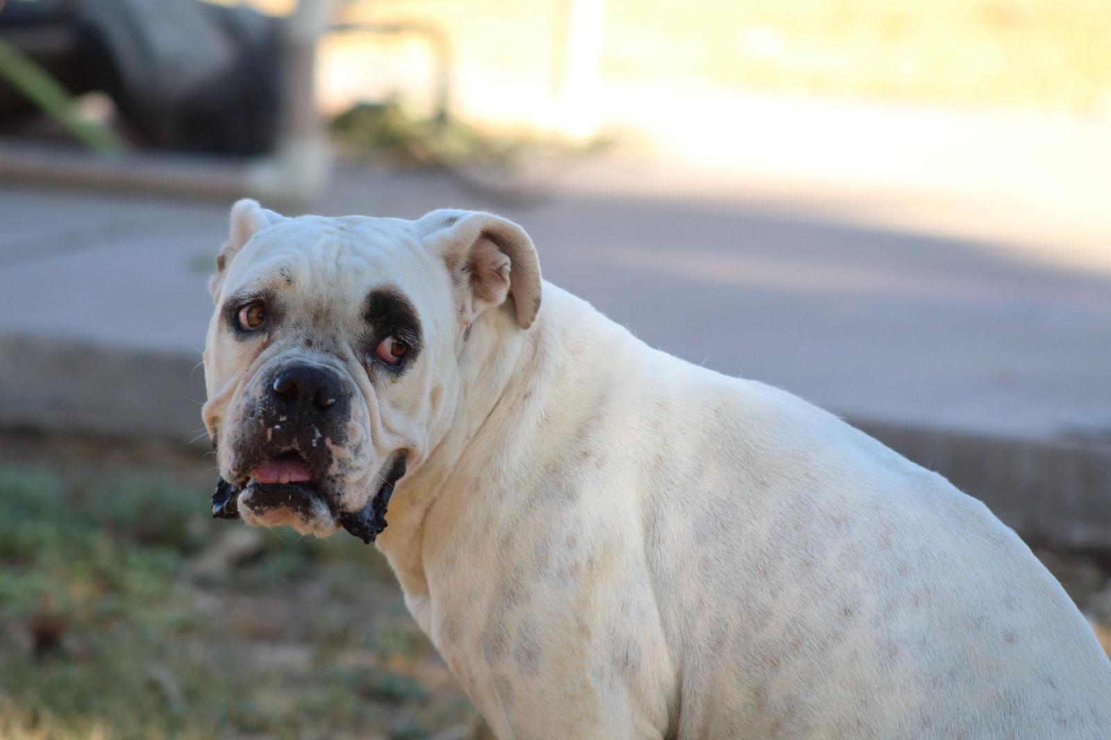 Enlarge Manchas, a Adoptable mixed breed in El Centro, CA image 3/3