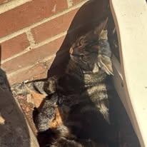 Isabella thumbnail 3