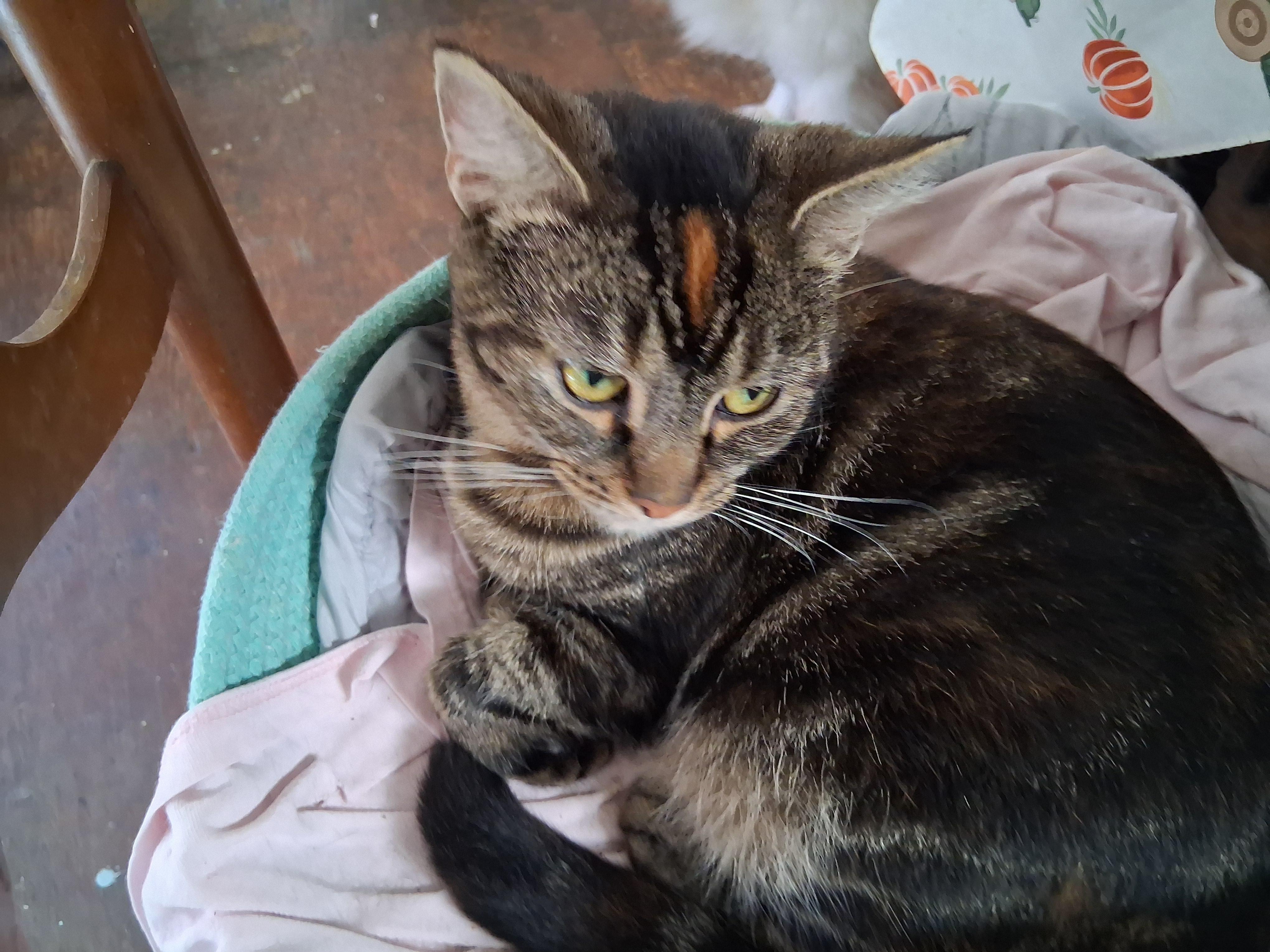 Isabella, a Adoptable mixed breed in Inez, KY image 4/4