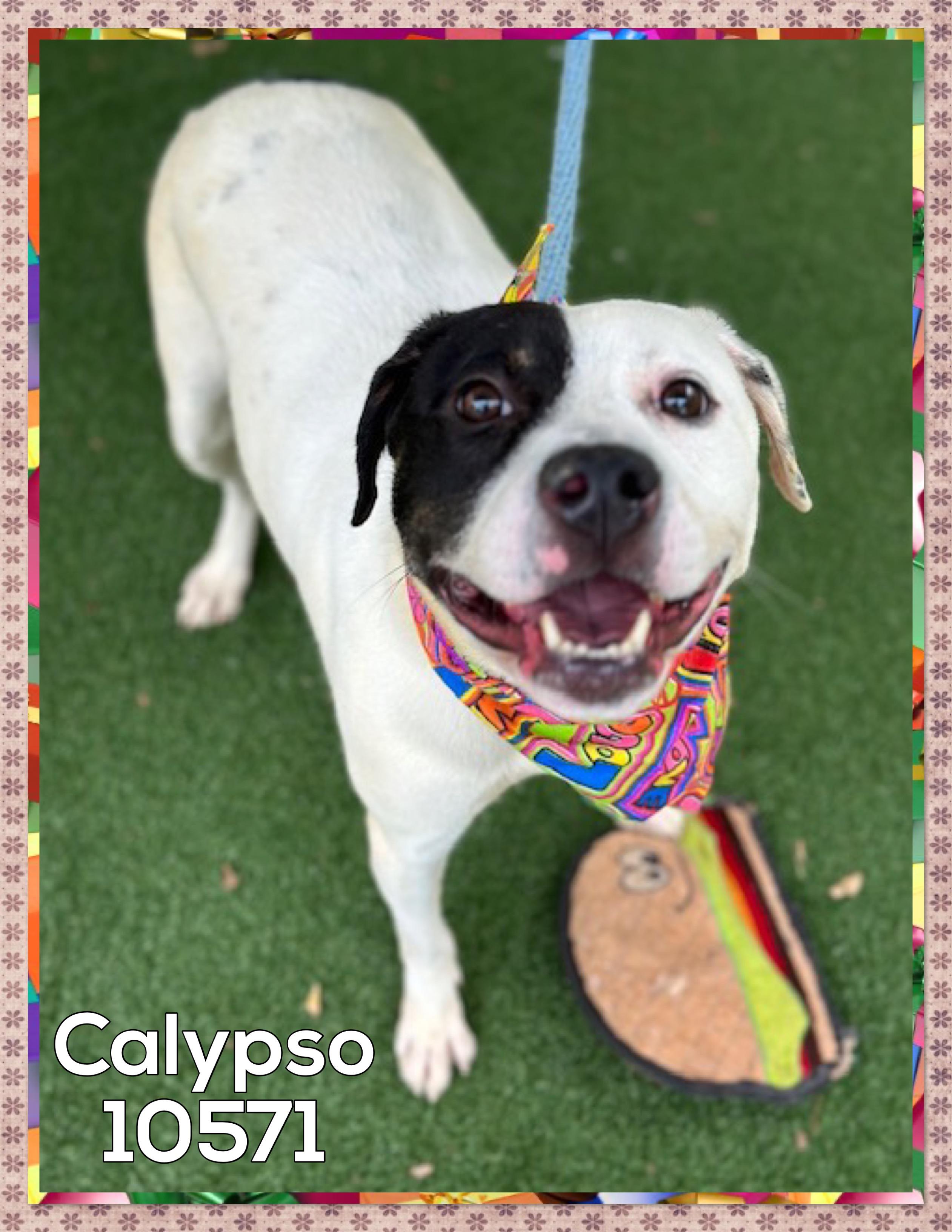 CALYPSO