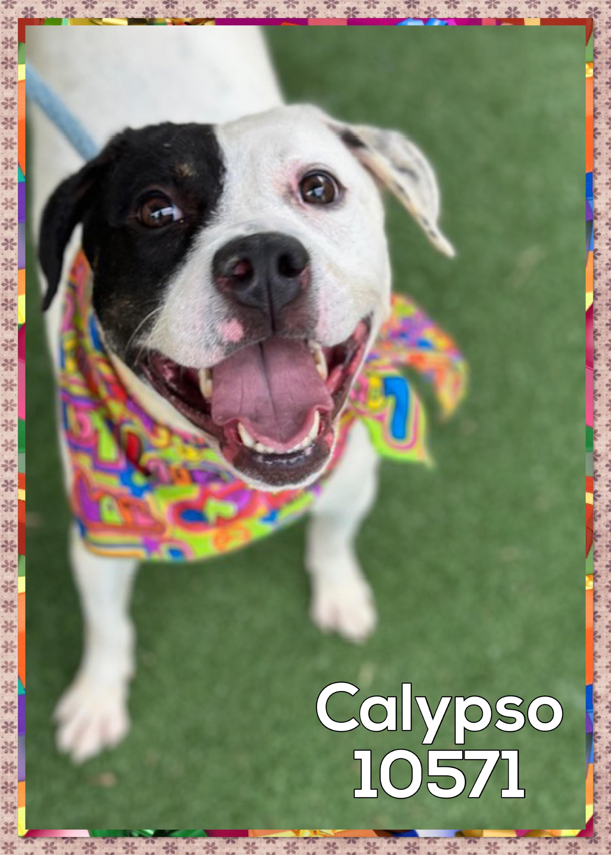 CALYPSO