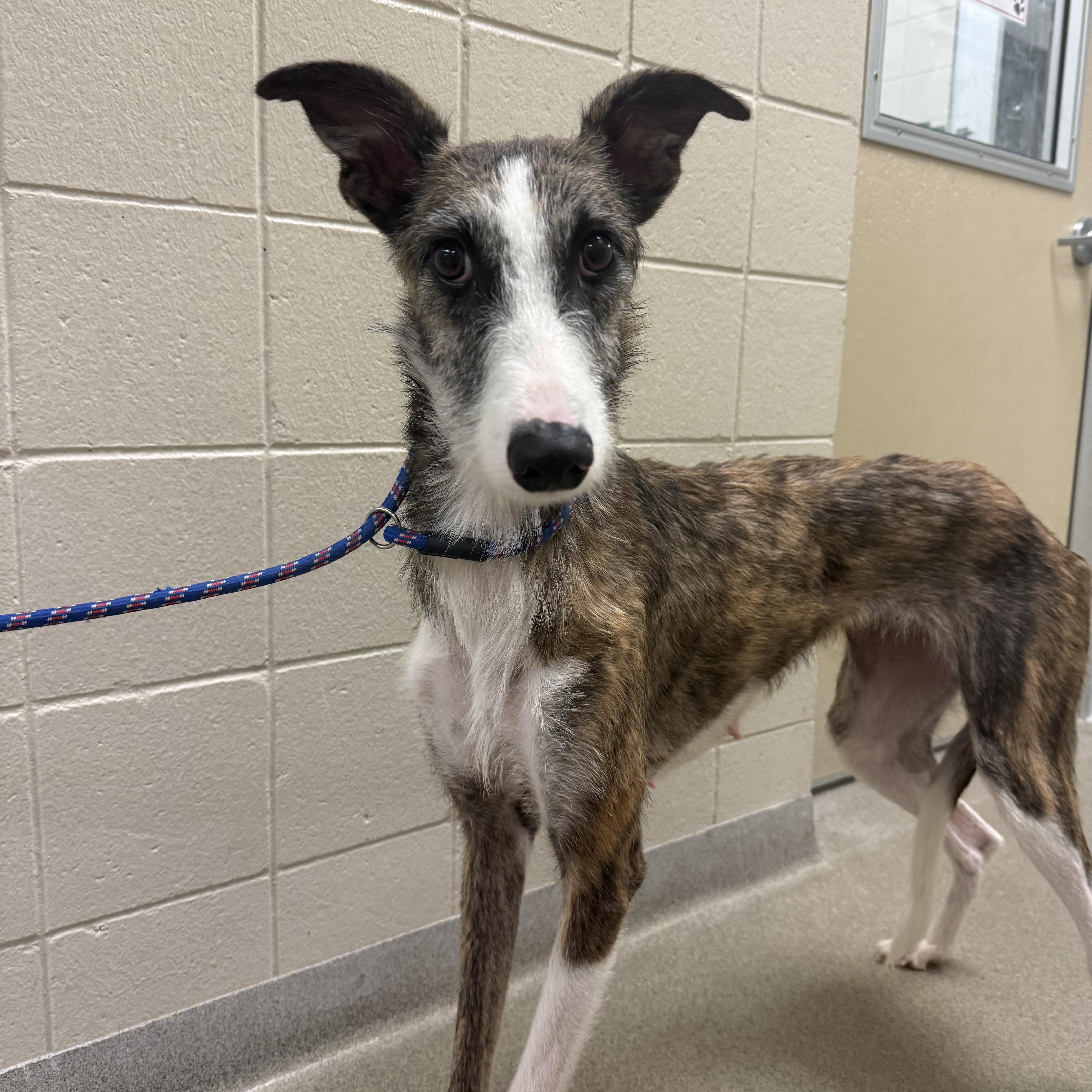 Loretta, Adopted, Adult Female Greyhound.