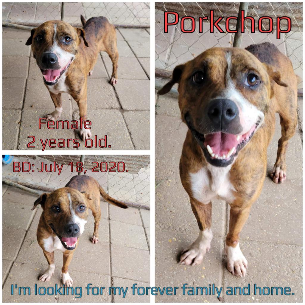 Porkchop, Adoptable, Adult Female Mixed Breed.