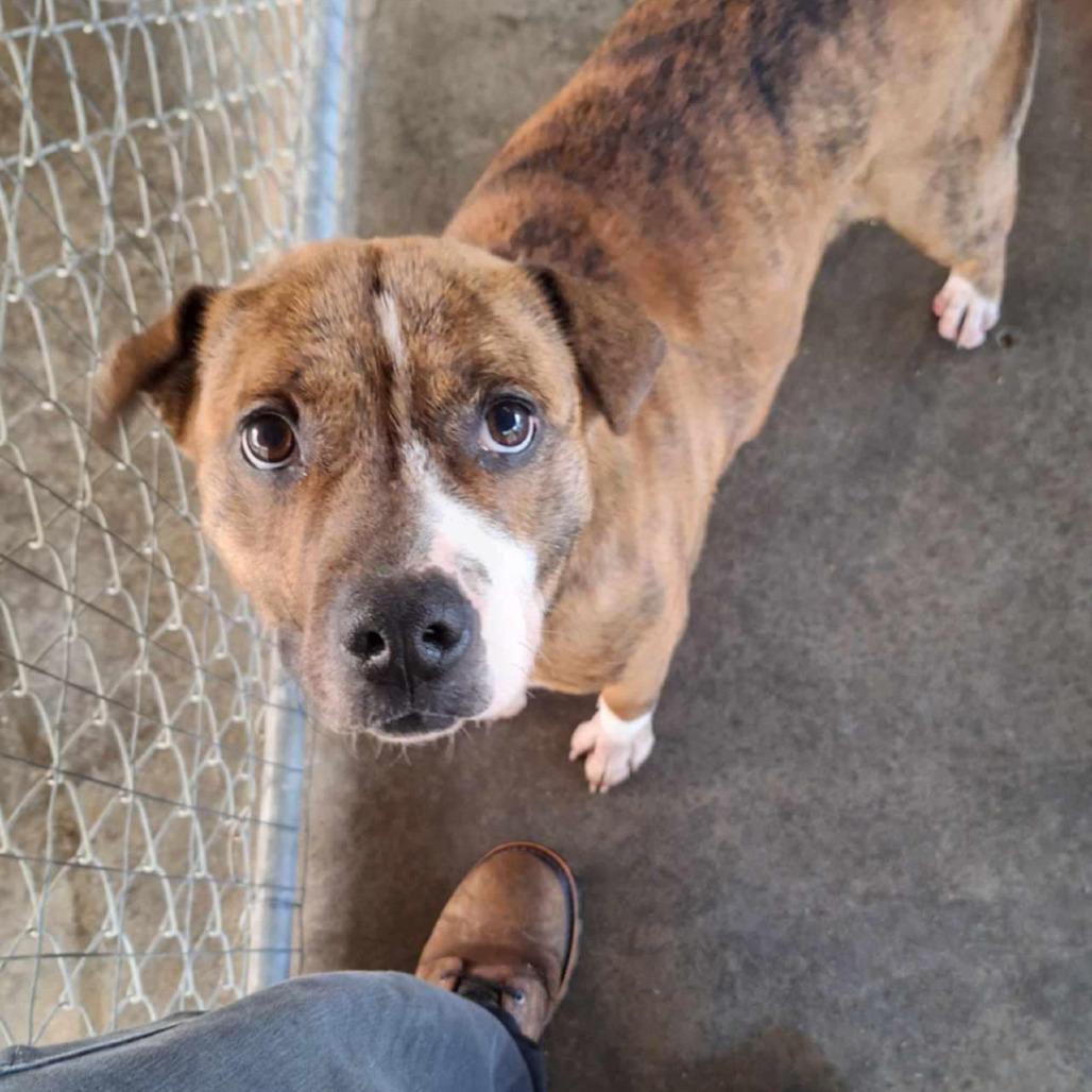 Porkchop, a Adoptable Mixed Breed in Boaz, AL image 2/2