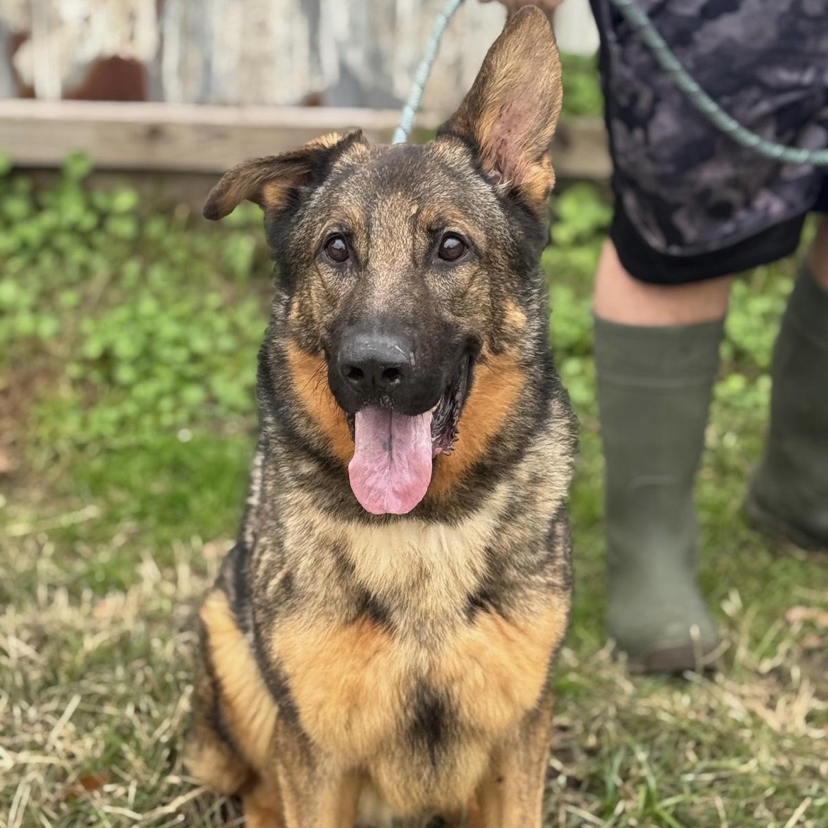 Enlarge Richard, a Adoptable mixed breed in Chapel Hill, NC image 5/5