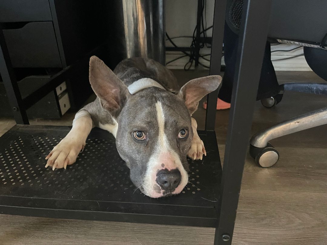 Enlarge Sherlock, a Adoptable mixed breed in Spicewood, TX image 1/6