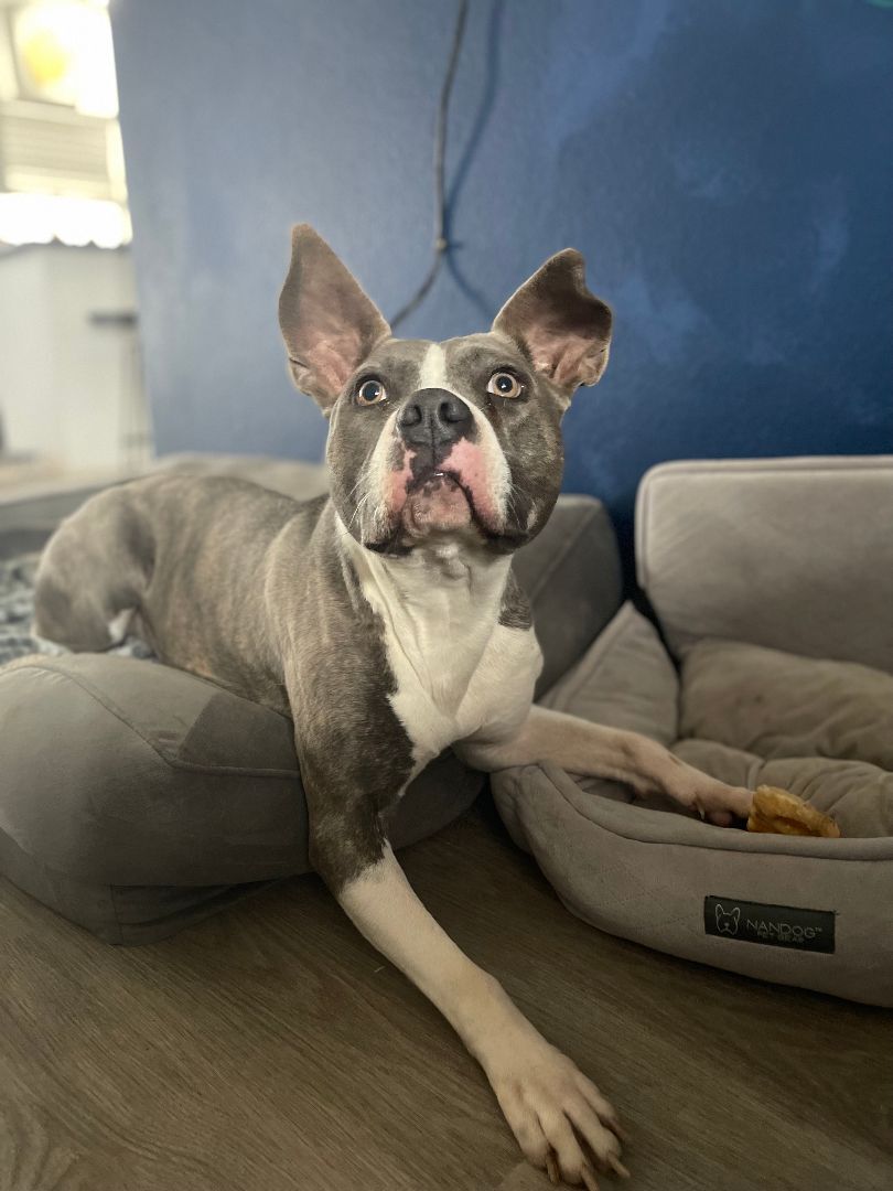 Enlarge Sherlock, a Adoptable mixed breed in Spicewood, TX image 2/6