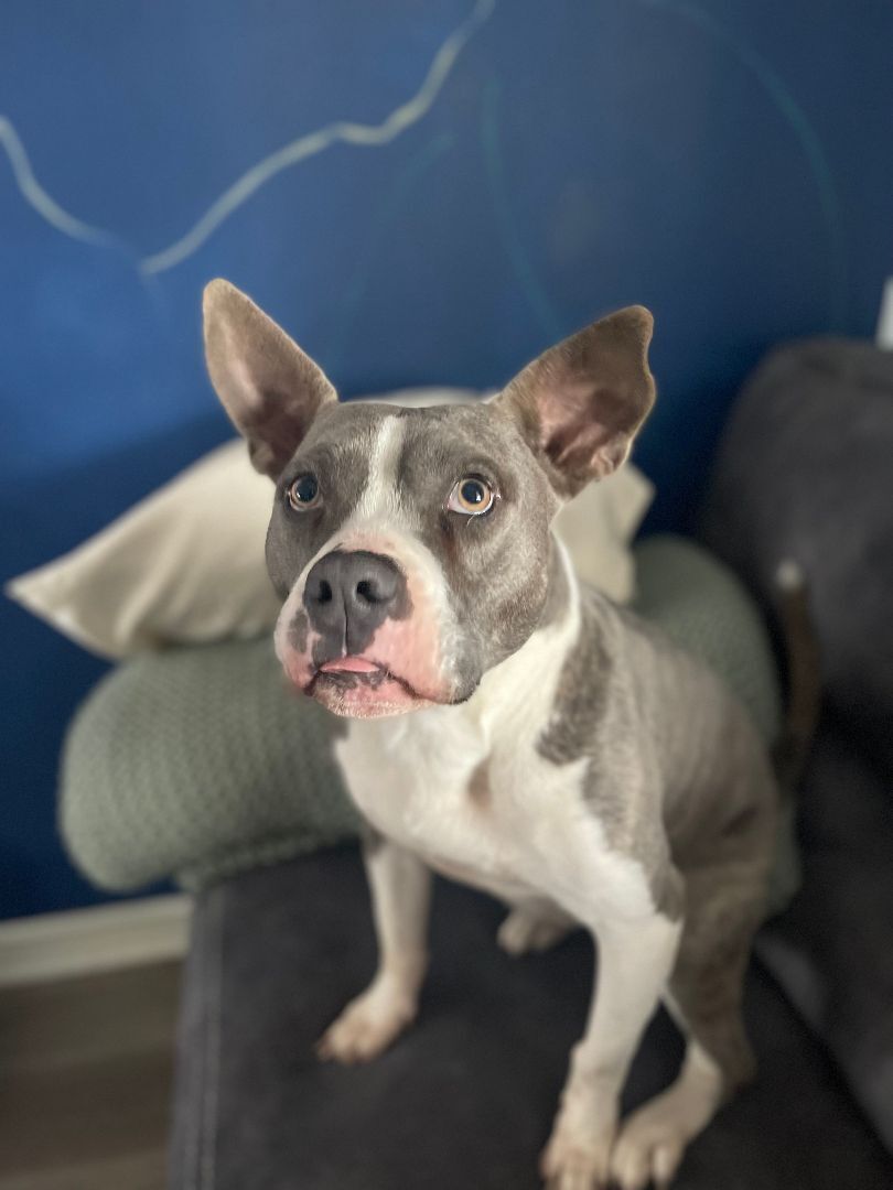 Enlarge Sherlock, a Adoptable mixed breed in Spicewood, TX image 3/6