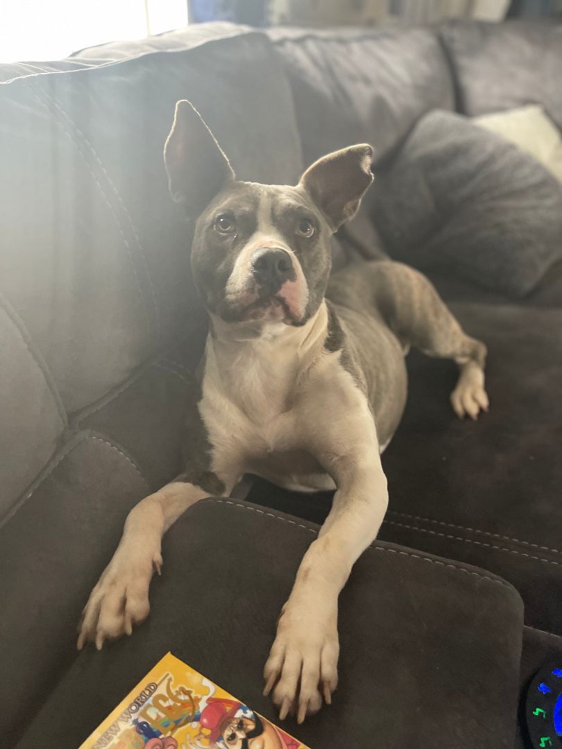 Enlarge Sherlock, a Adoptable mixed breed in Spicewood, TX image 4/6