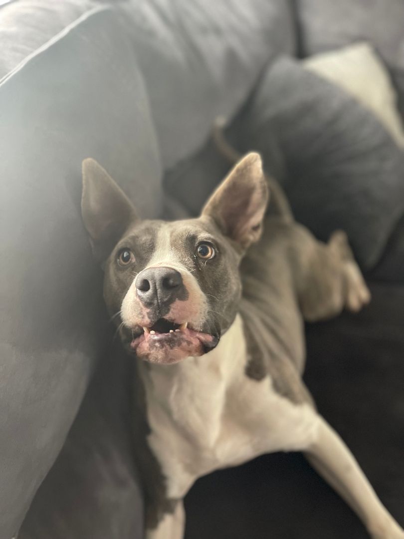 Enlarge Sherlock, a Adoptable mixed breed in Spicewood, TX image 5/6