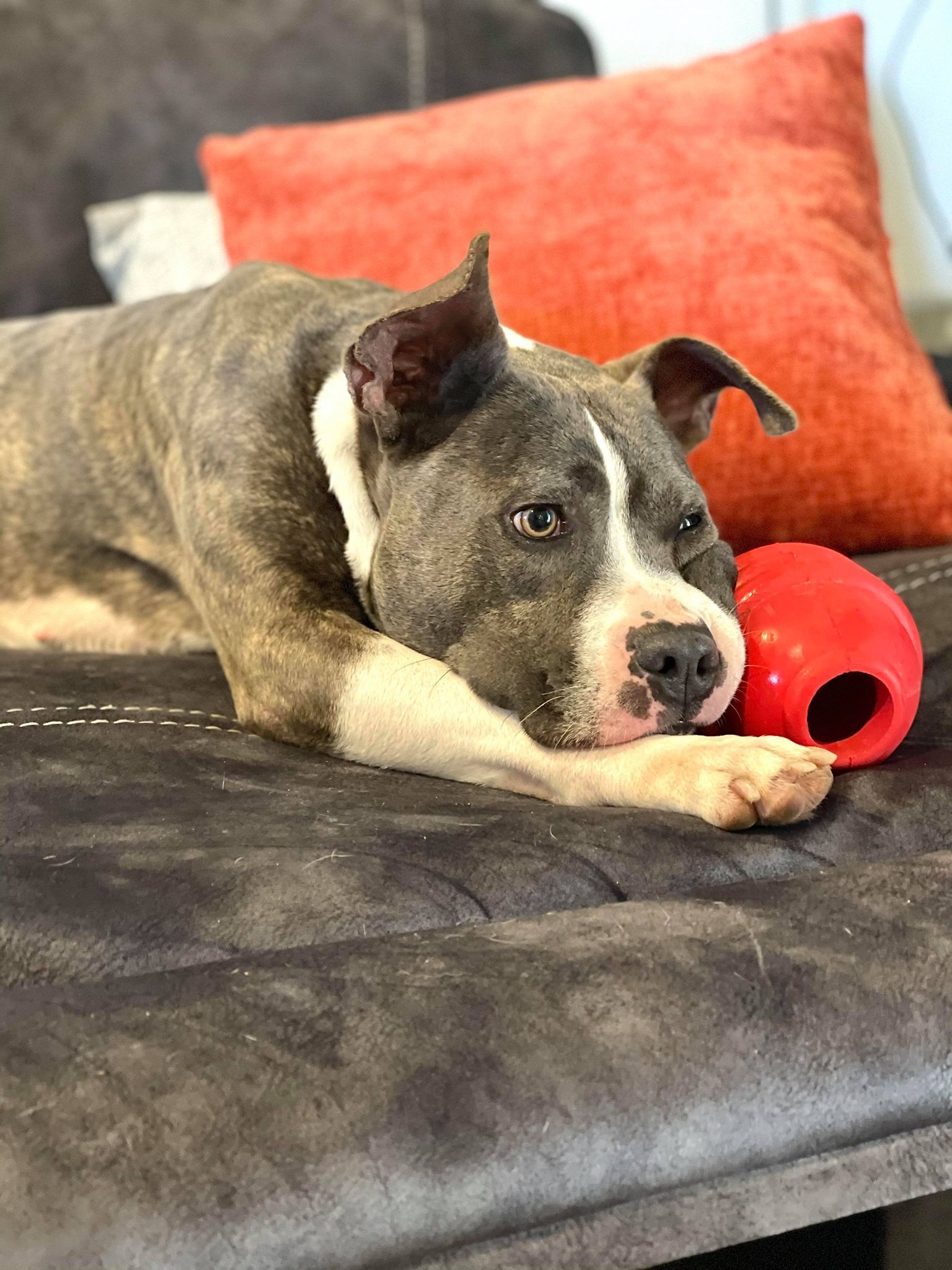 Enlarge Sherlock, a Adoptable mixed breed in Spicewood, TX image 6/6