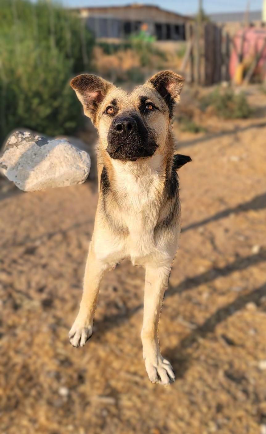 Overpass: RIDGE DOG GRADUATE FROM PRISON FACILITY photo 2