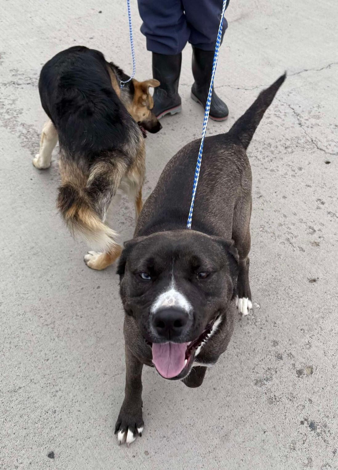 Overpass: RIDGE DOG GRADUATE FROM PRISON FACILITY photo 3