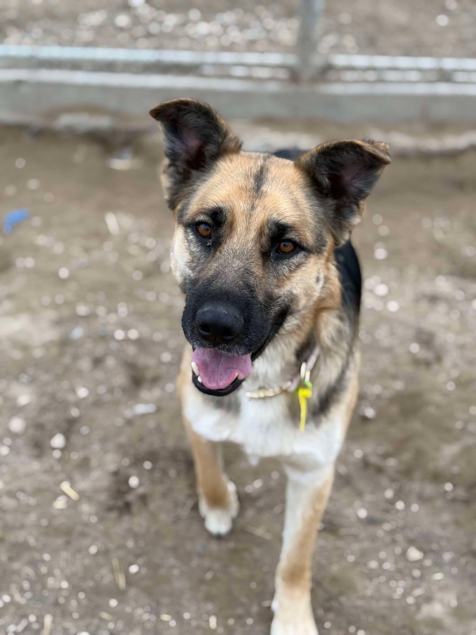Overpass: RIDGE DOG GRADUATE FROM PRISON FACILITY photo 5
