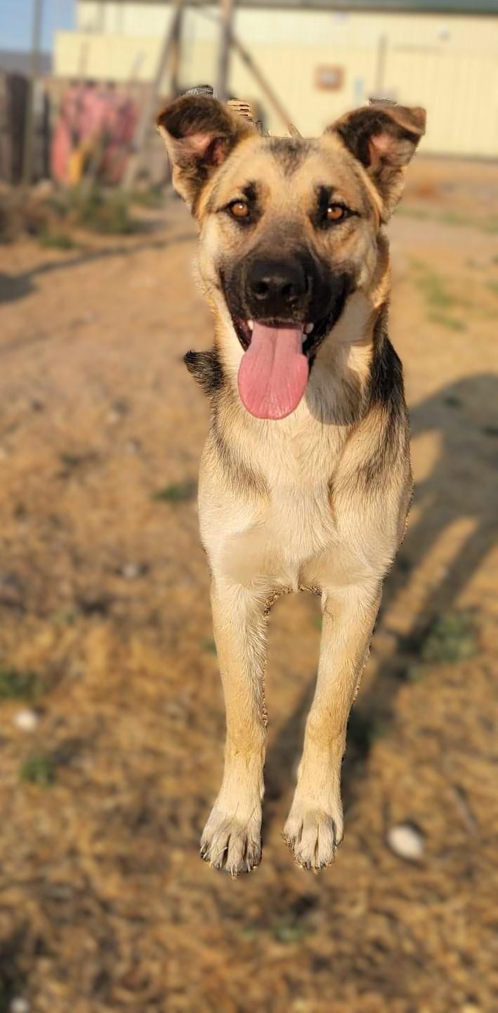 Overpass: RIDGE DOG GRADUATE FROM PRISON FACILITY photo 4