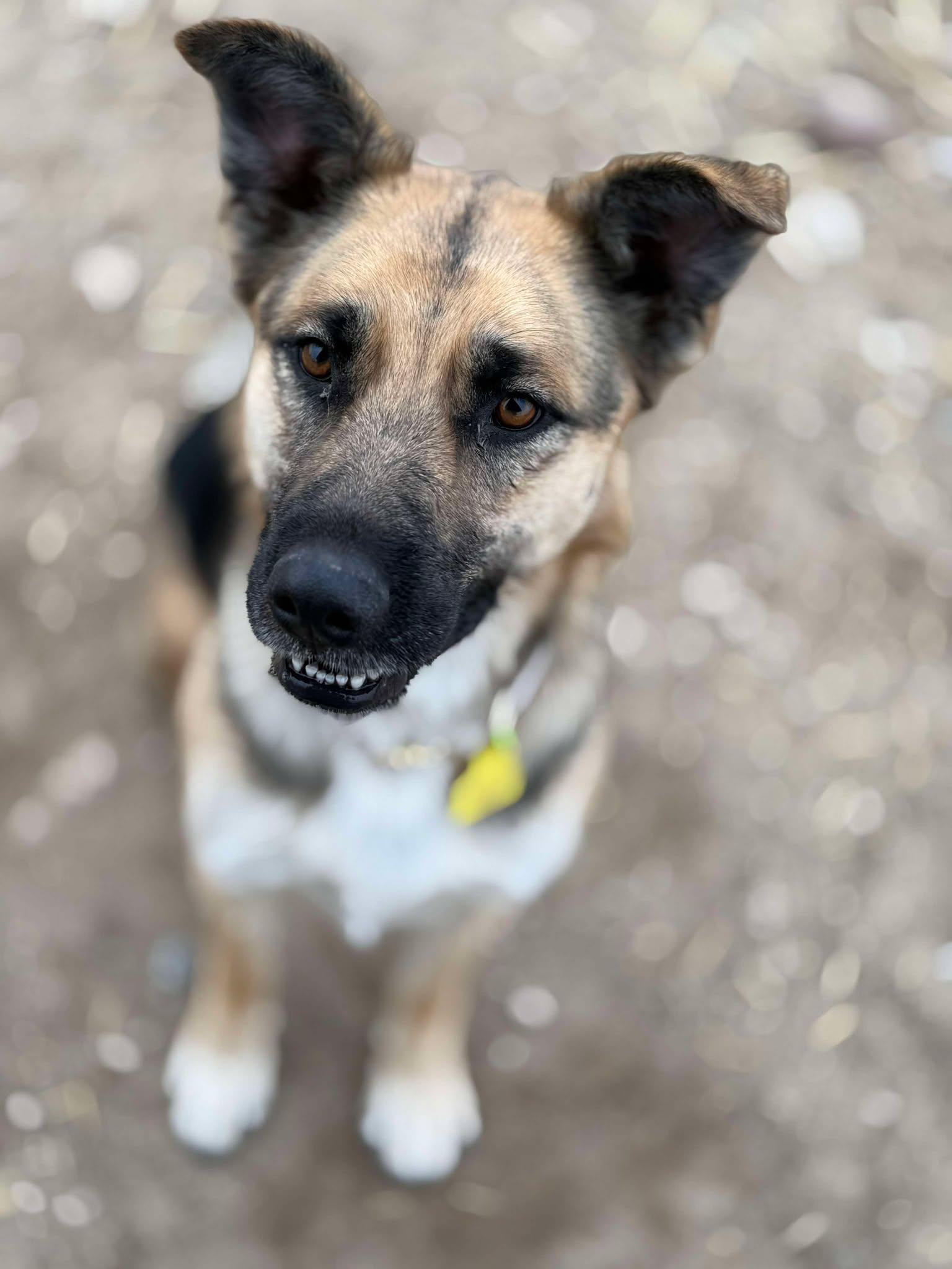 Overpass: RIDGE DOG GRADUATE FROM PRISON FACILITY