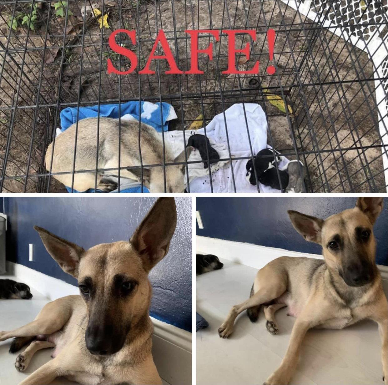 Enlarge Daisy, a Adopted Shepherd in Pompano Beach, FL image 1/1