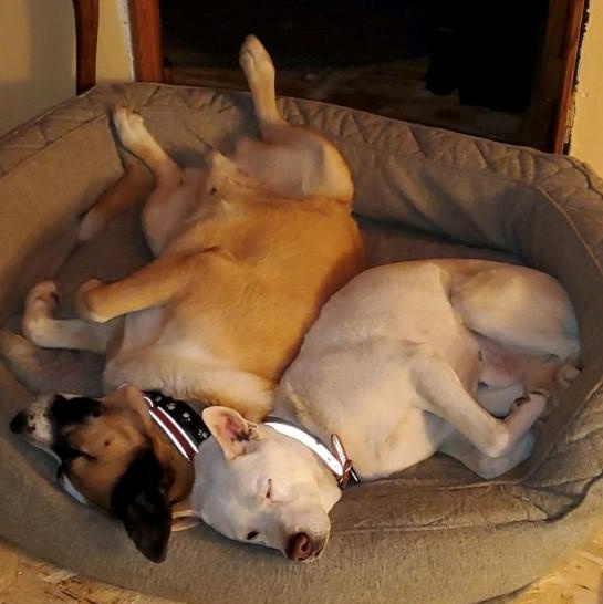 Deuce, a Adoptable mixed breed in Oxford, MI image 4/6