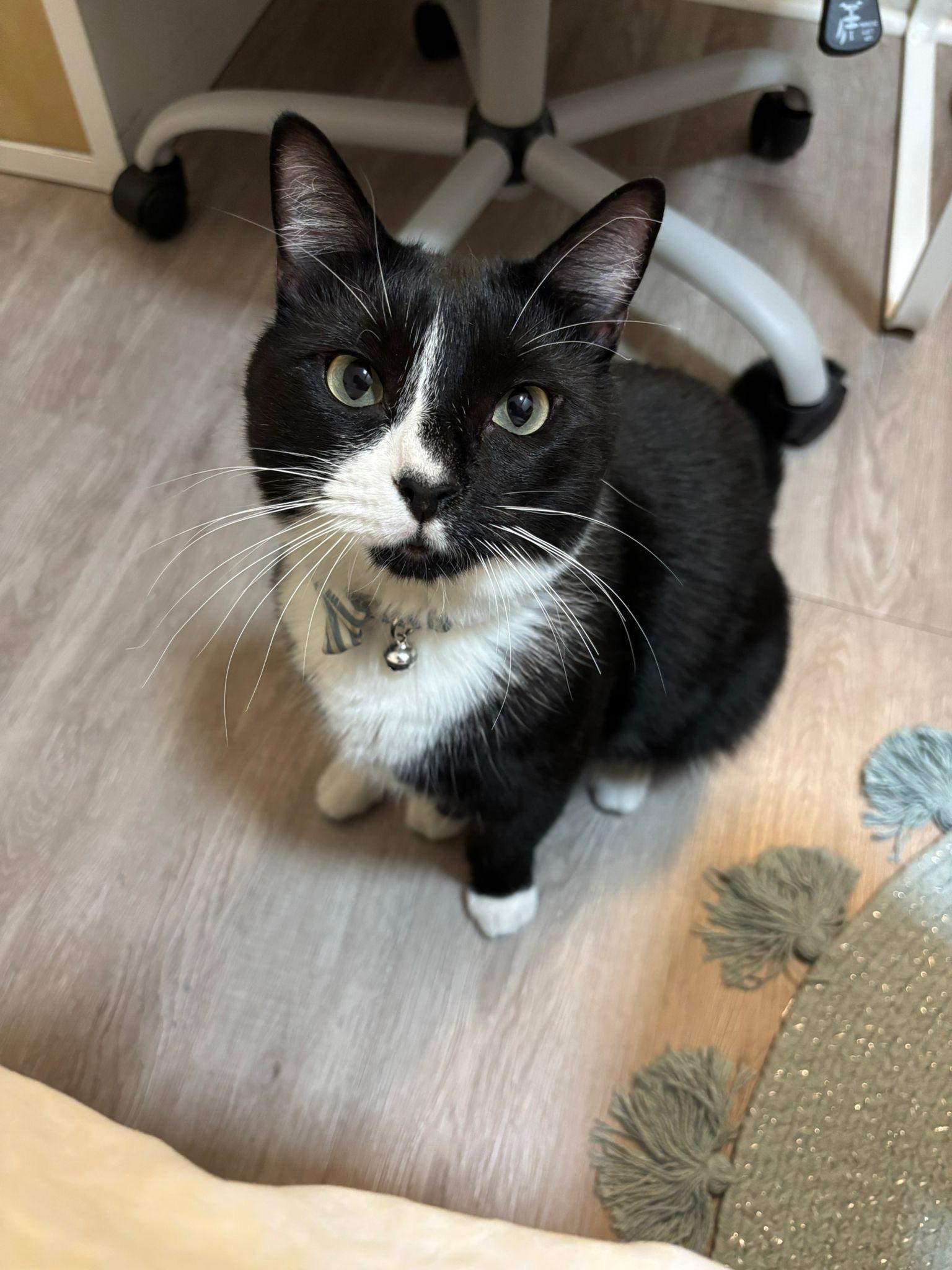 Hadley, Adult Male unknown
