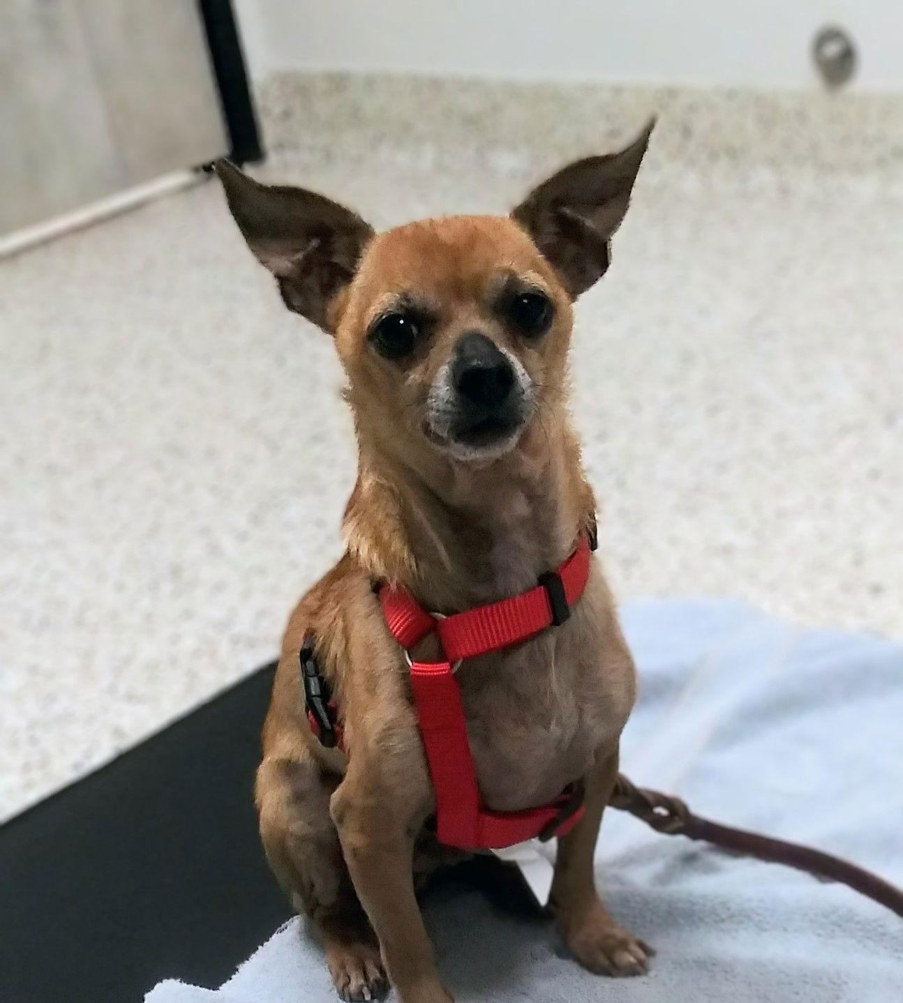 Poppy, Adopted, Adult Male Chihuahua.
