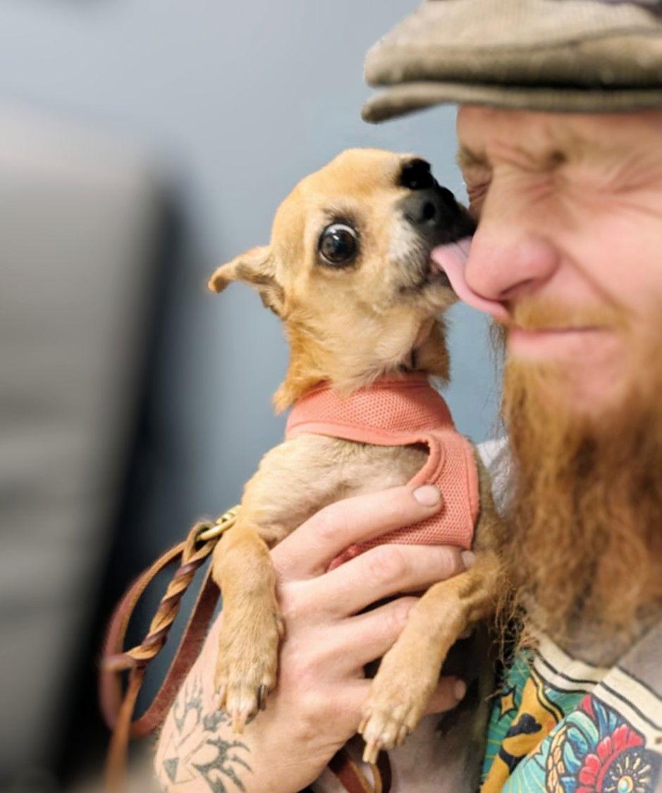 Enlarge Poppy, a Adopted Chihuahua in Tucson, AZ image 2/3