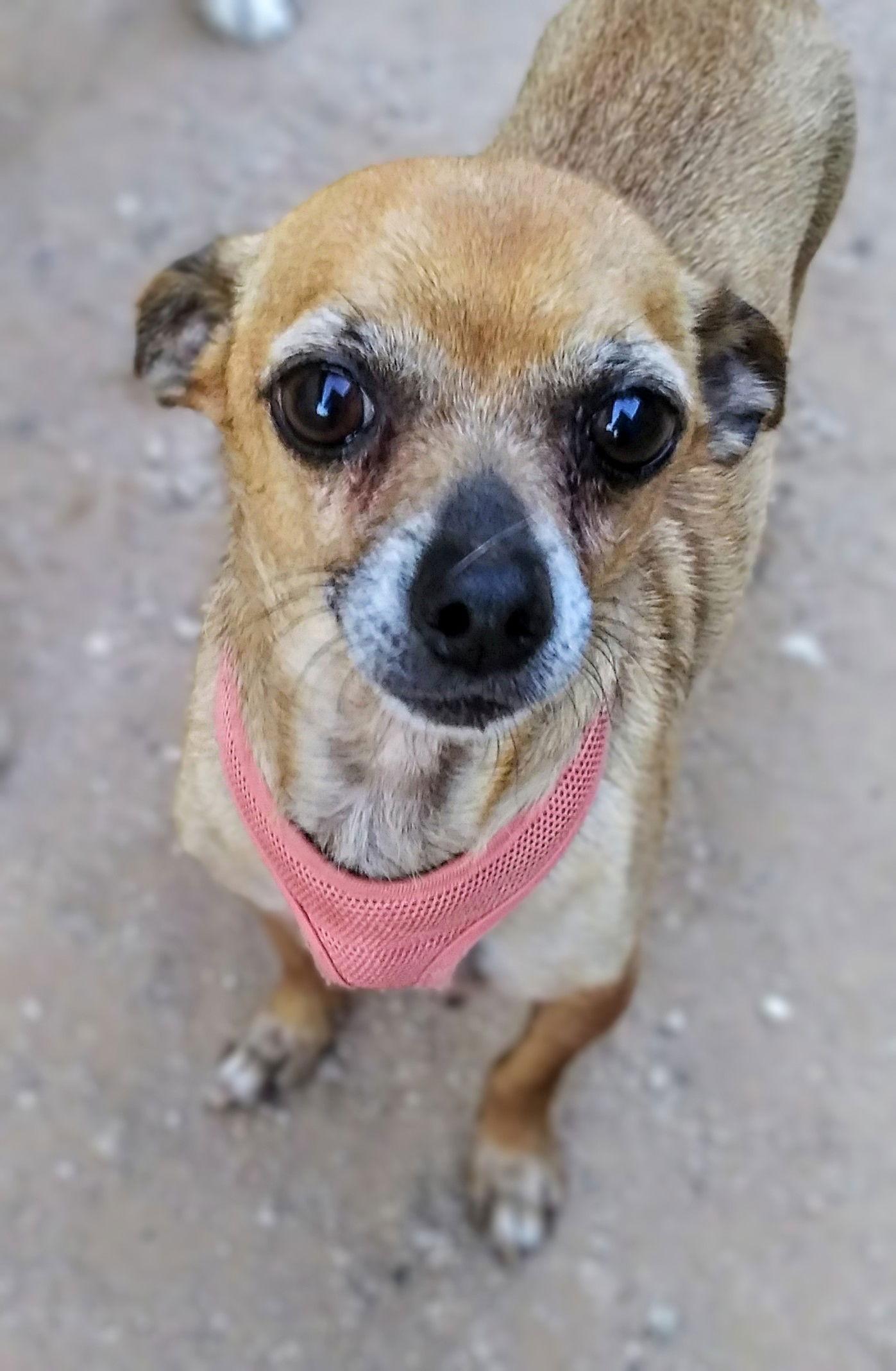Enlarge Poppy, a Adopted Chihuahua in Tucson, AZ image 3/3