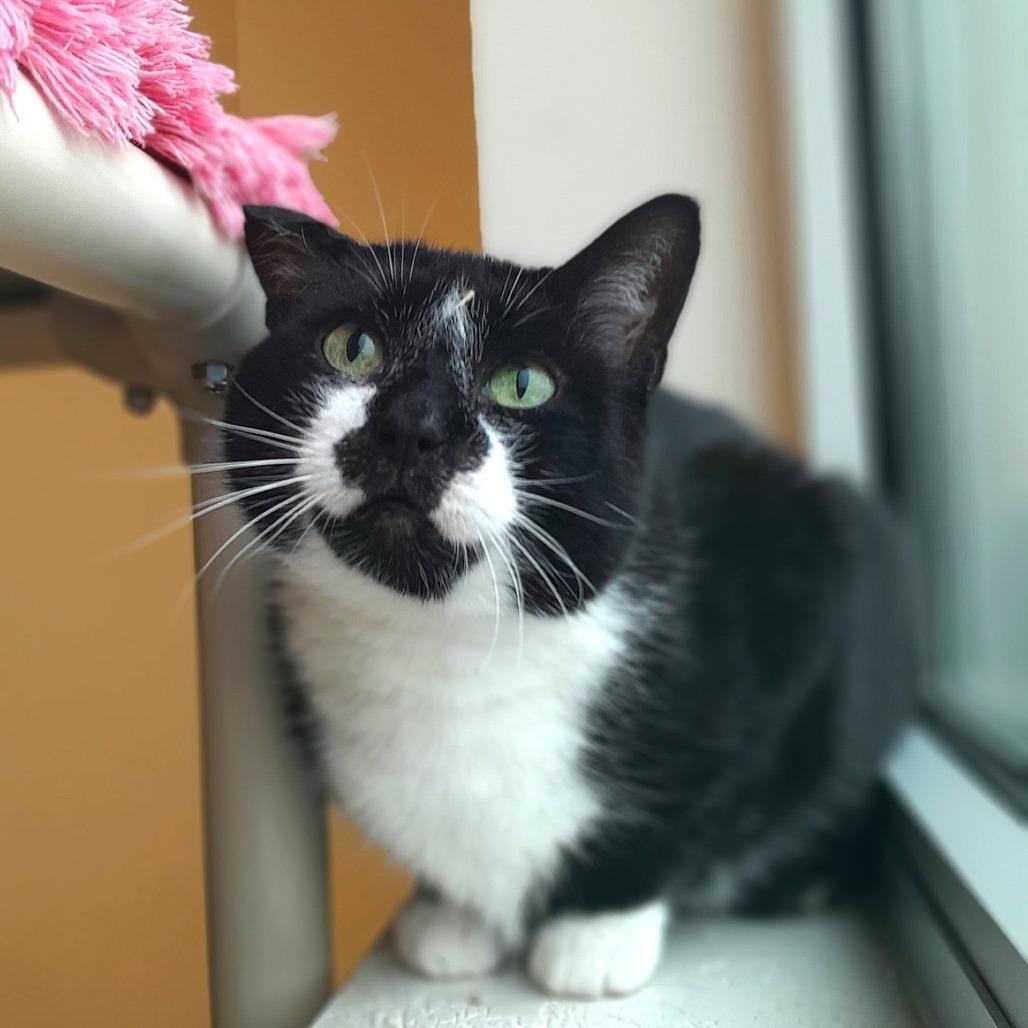 Dodger, Adoptable, Senior Male Domestic Short Hair.