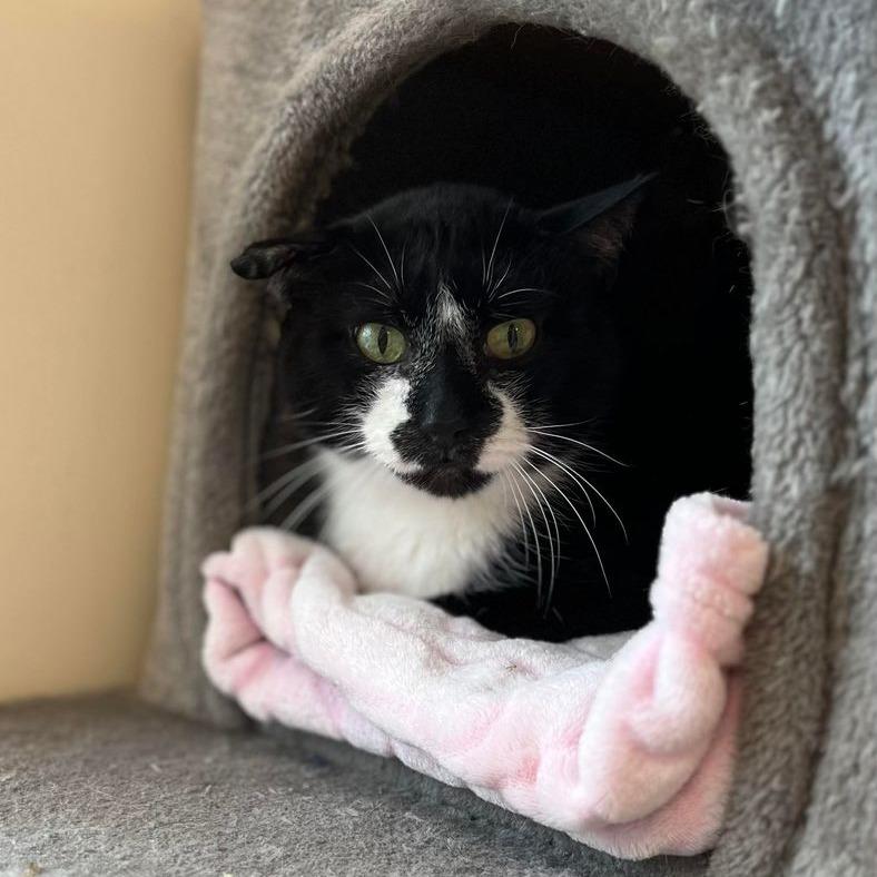 Enlarge Dodger, a Adoptable Domestic Short Hair in Milan, IL image 2/6