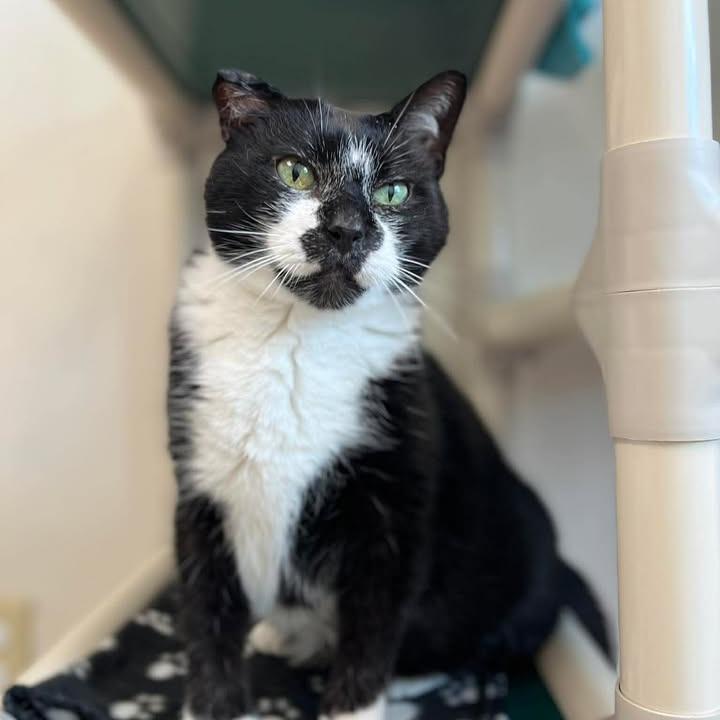 Enlarge Dodger, a Adoptable Domestic Short Hair in Milan, IL image 3/6