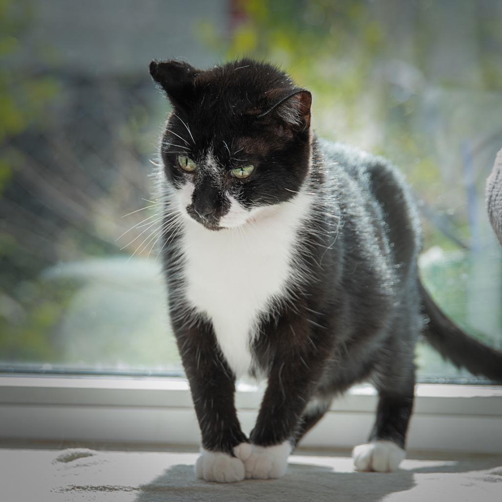 Dodger, a Adoptable Domestic Short Hair in Milan, IL image 3/6
