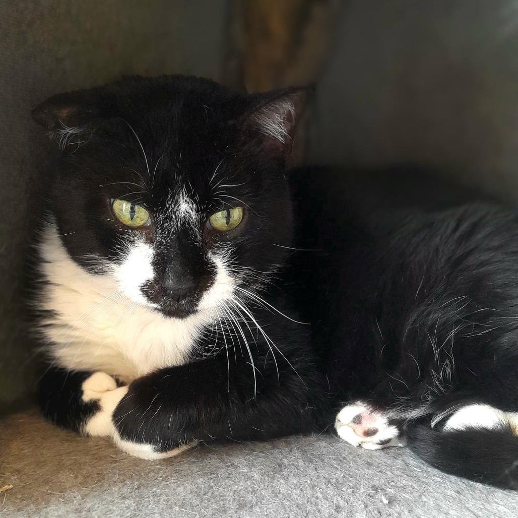 Enlarge Dodger, a Adoptable Domestic Short Hair in Milan, IL image 3/6