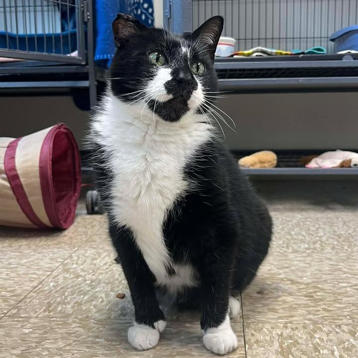 Enlarge Dodger, a Adoptable Domestic Short Hair in Milan, IL image 4/6