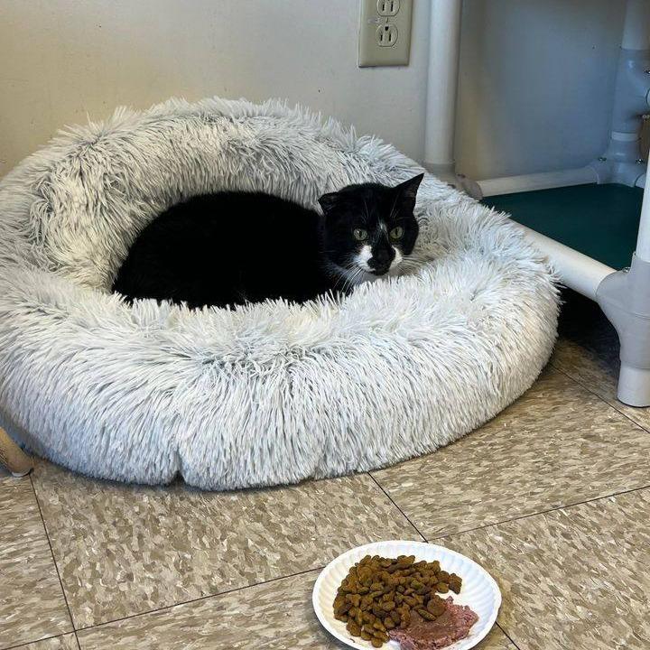 Enlarge Dodger, a Adoptable Domestic Short Hair in Milan, IL image 5/6