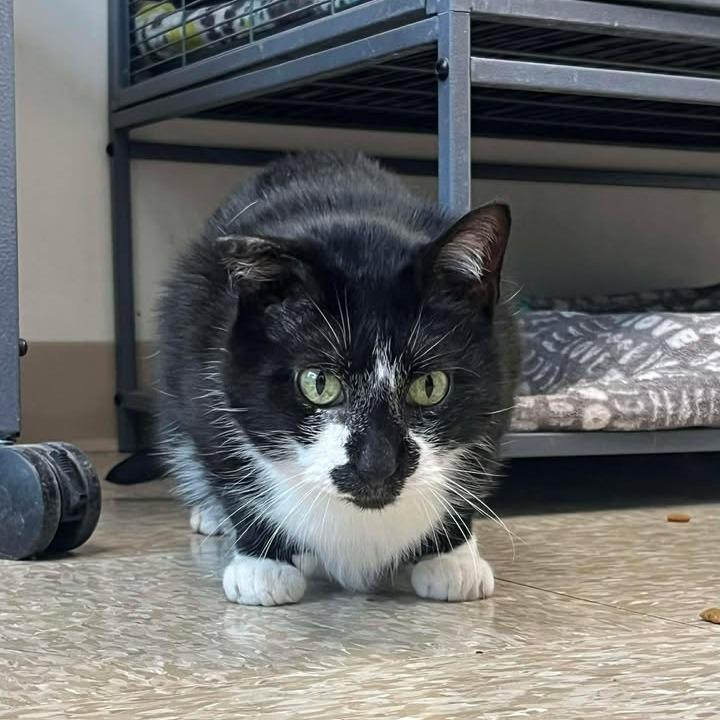 Enlarge Dodger, a Adoptable Domestic Short Hair in Milan, IL image 6/6