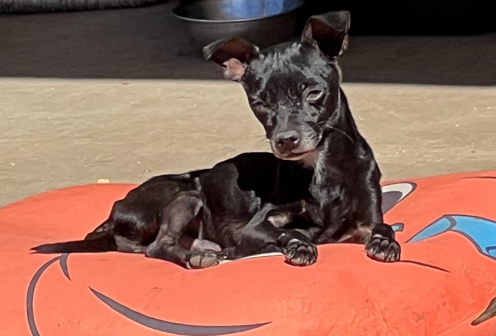 Enlarge Cruz, a Adoptable Chihuahua in Ramona, CA image 1/3