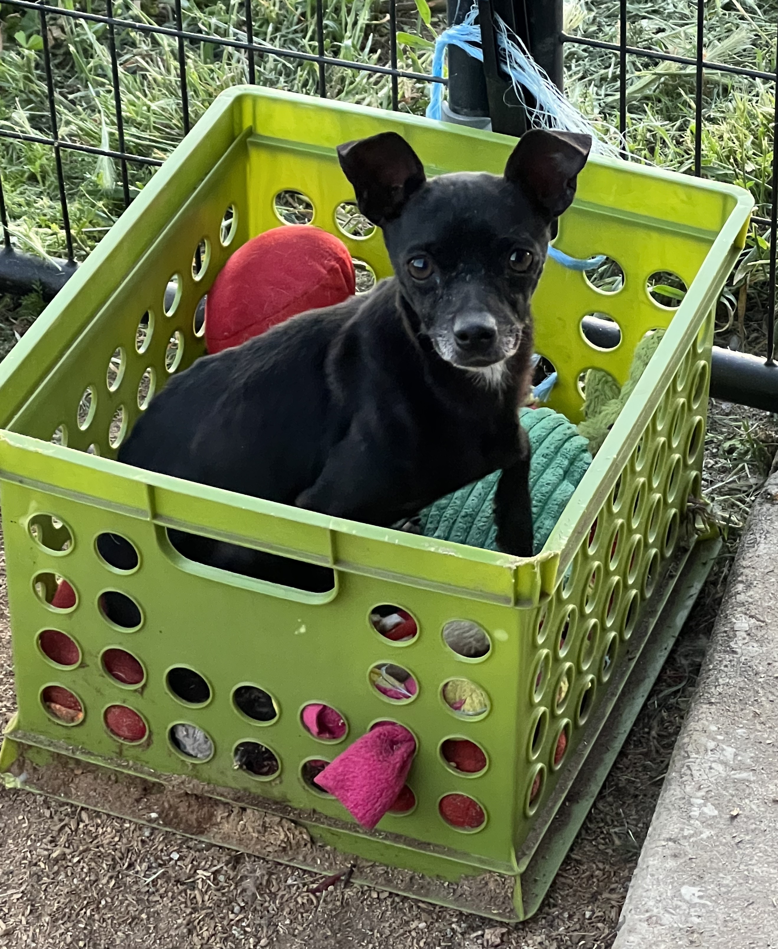 Cruz, a Adoptable Chihuahua in Ramona, CA image 6/7