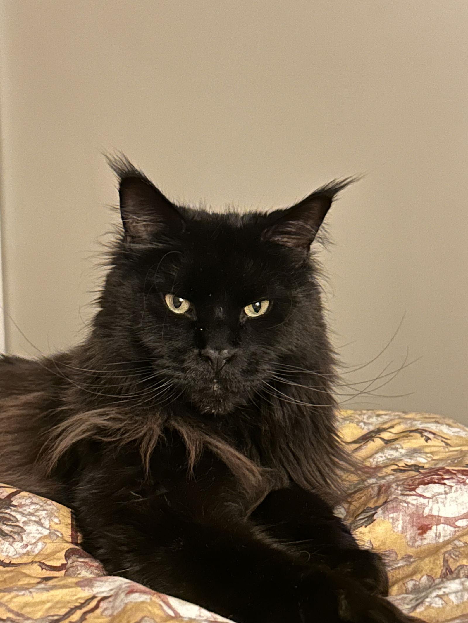 Hagrid, Adopted, Young Male Maine Coon.