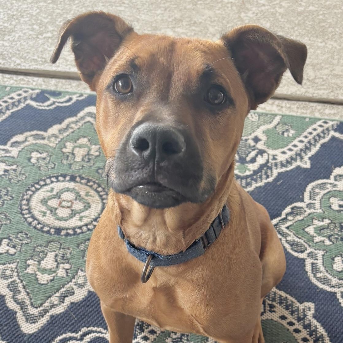 Enlarge Nash, a Adoptable mixed breed in Port Chester, NY image 2/6