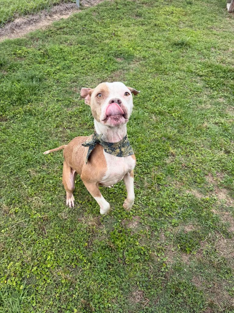 **URGENT STATUS**Bruno, Adoptable, Young Male Pit Bull Terrier & Mixed Breed.