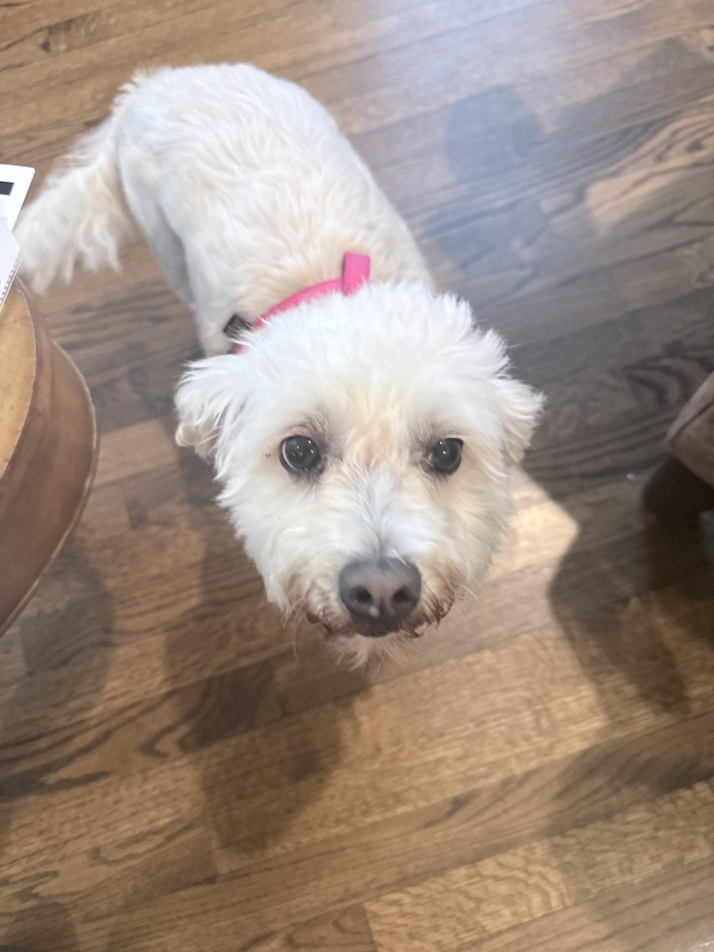 Gracie, a ADOPTABLE Bichon Frise in Chicago, IL image 4/5