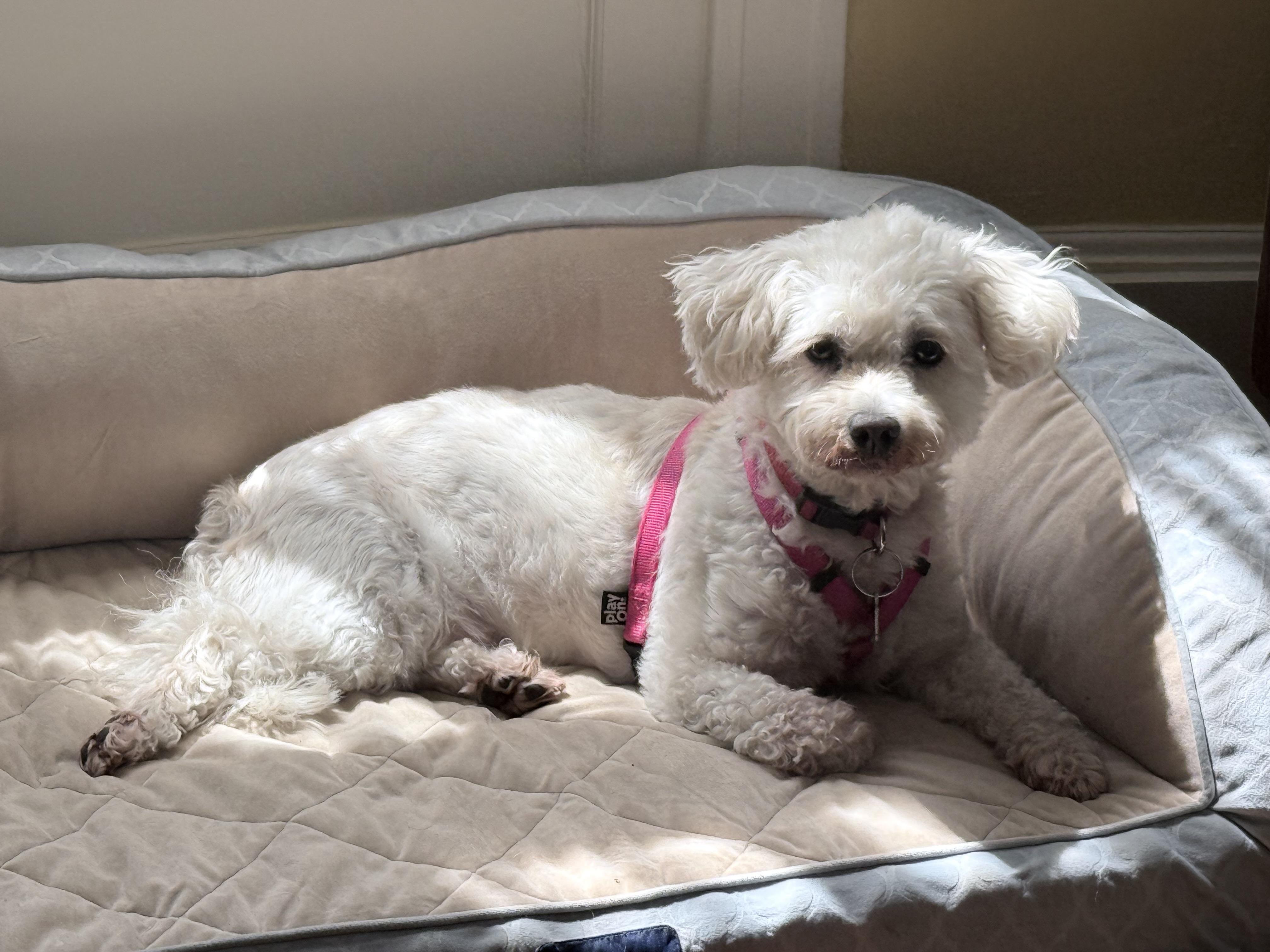 Gracie, a ADOPTABLE Bichon Frise in Chicago, IL image 5/5