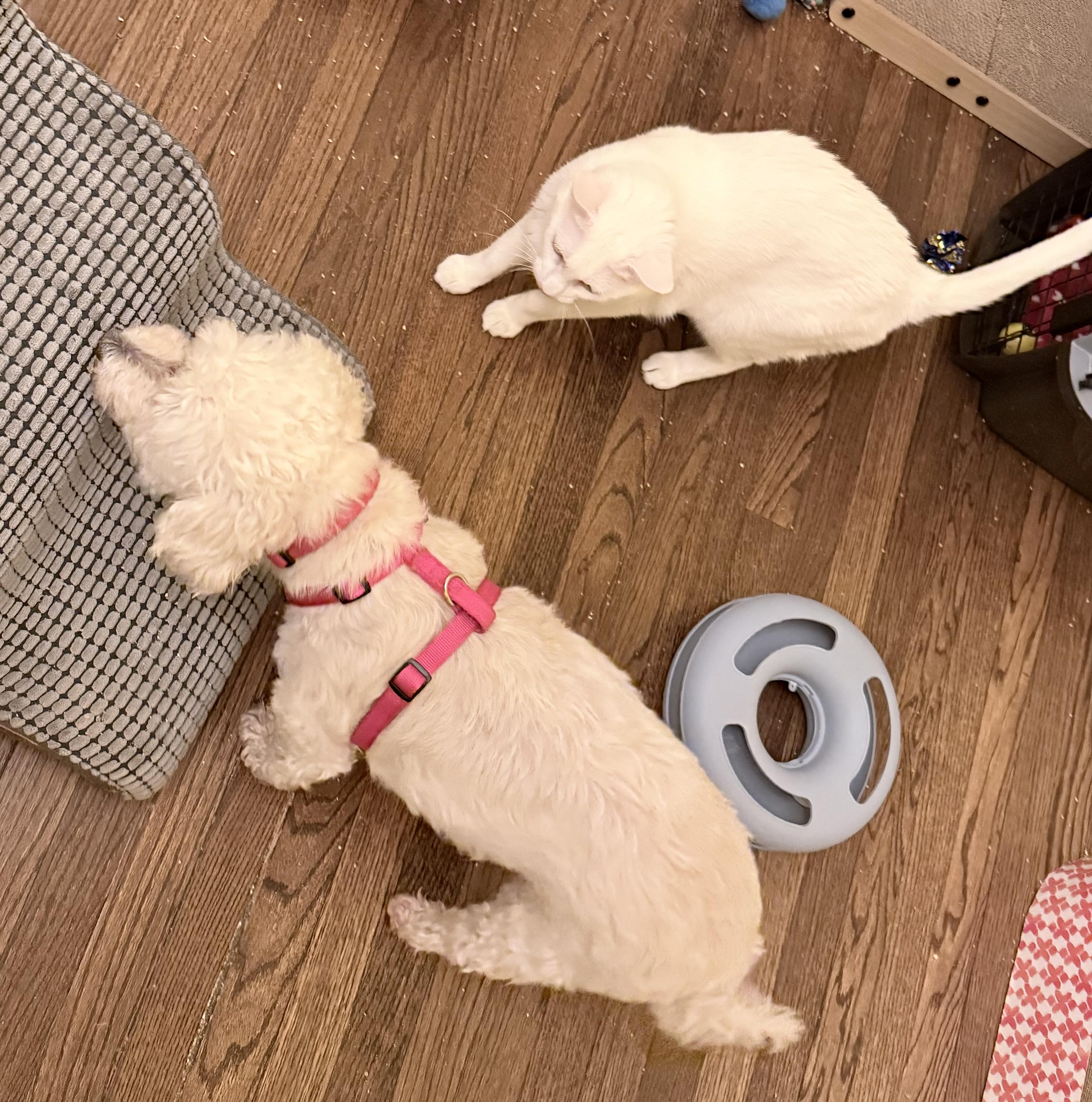 Gracie, a ADOPTABLE Bichon Frise in Chicago, IL image 2/5