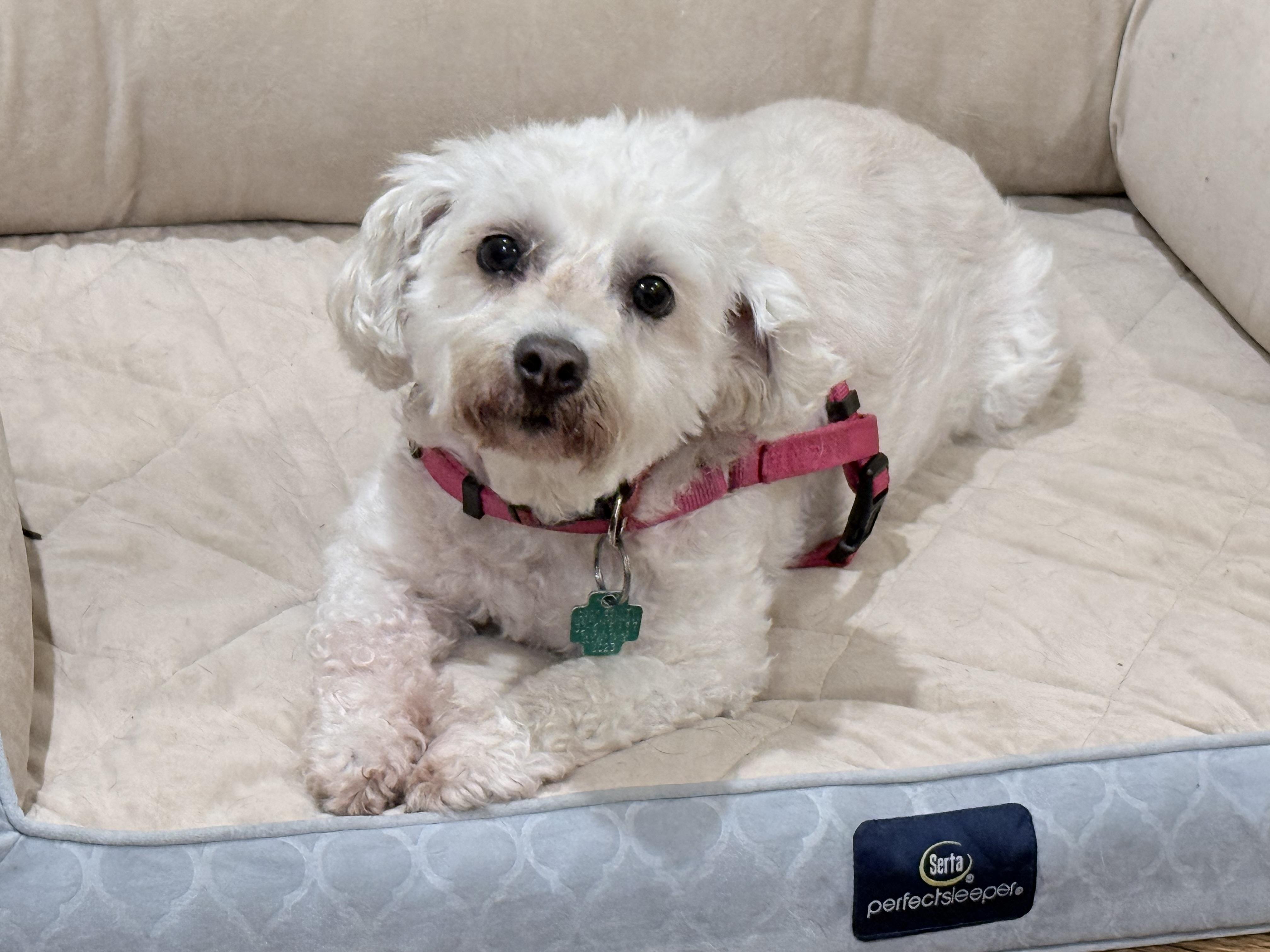 Gracie, a ADOPTABLE Bichon Frise in Chicago, IL image 3/5