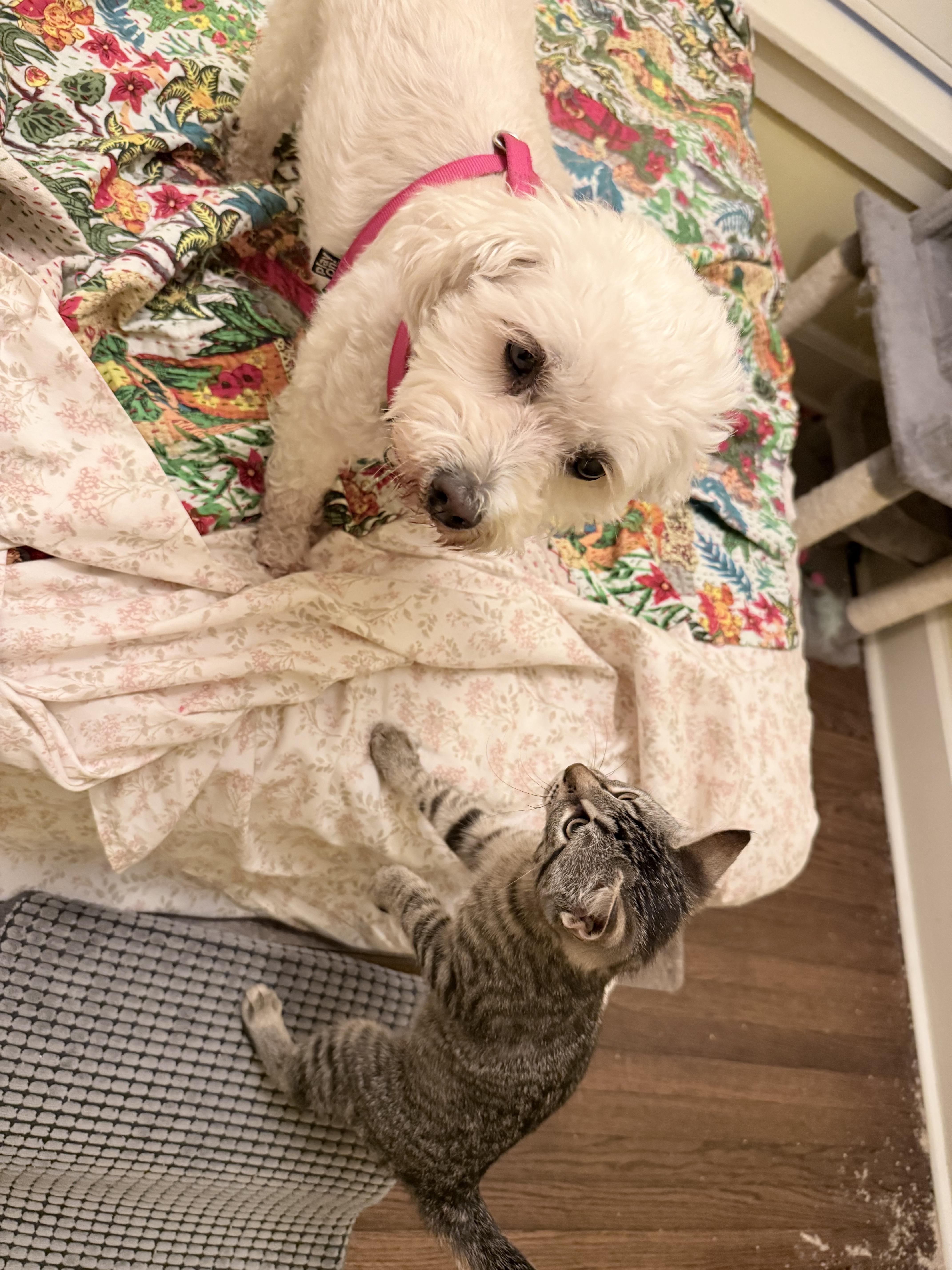 Gracie, ADOPTABLE, Adult Female Bichon Frise.