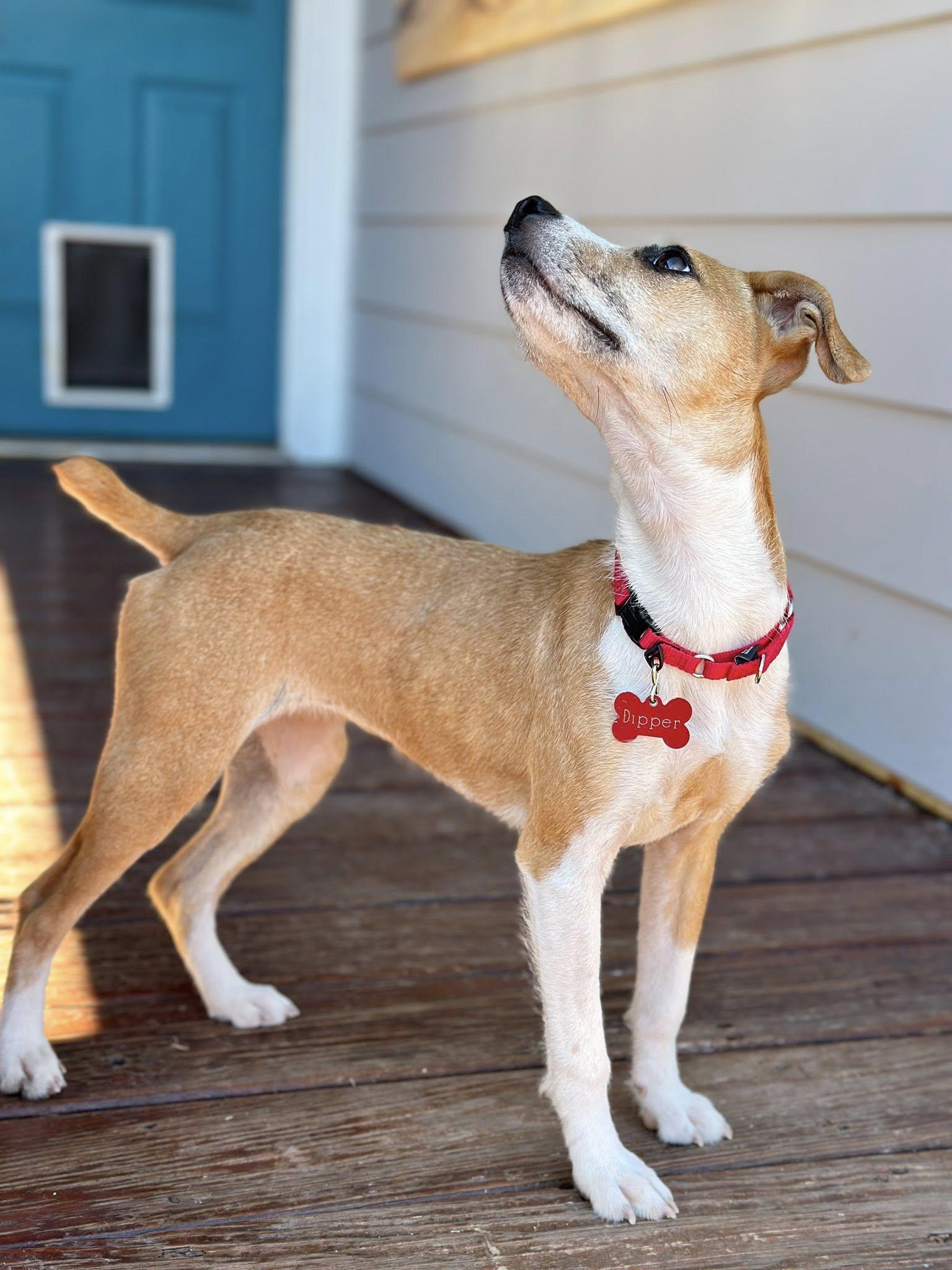 Enlarge Dipper, an adopted mixed breed in Cambridge, OH image 4/6