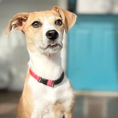 Enlarge Dipper, an adopted mixed breed in Cambridge, OH image 2/6