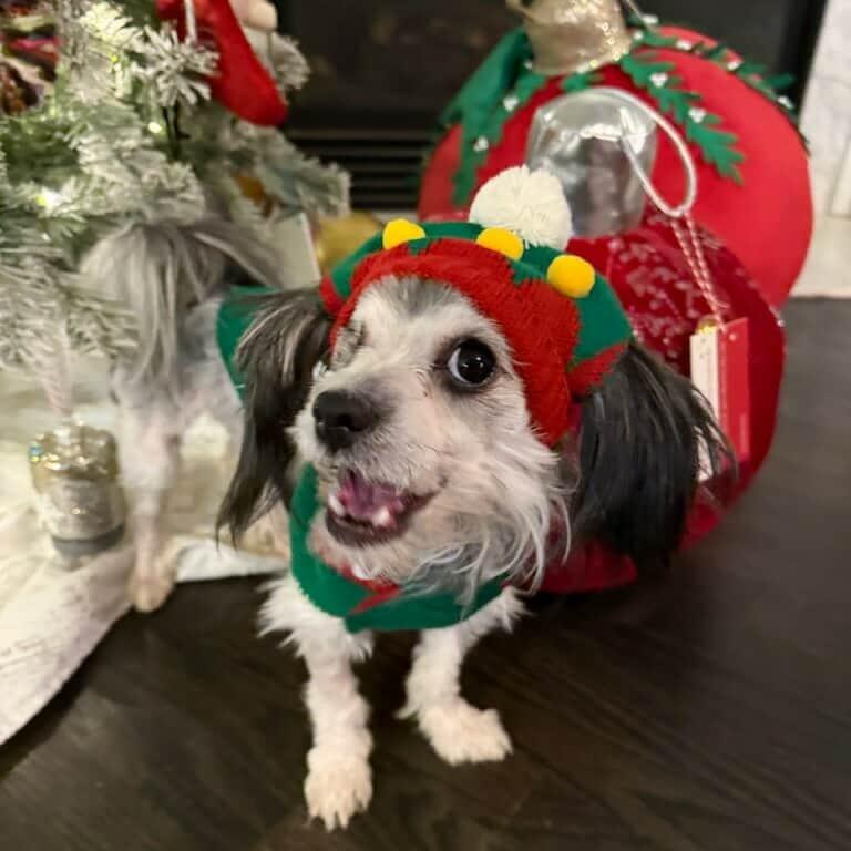 Popeye, Adoptable, Adult Male Maltese & Poodle.