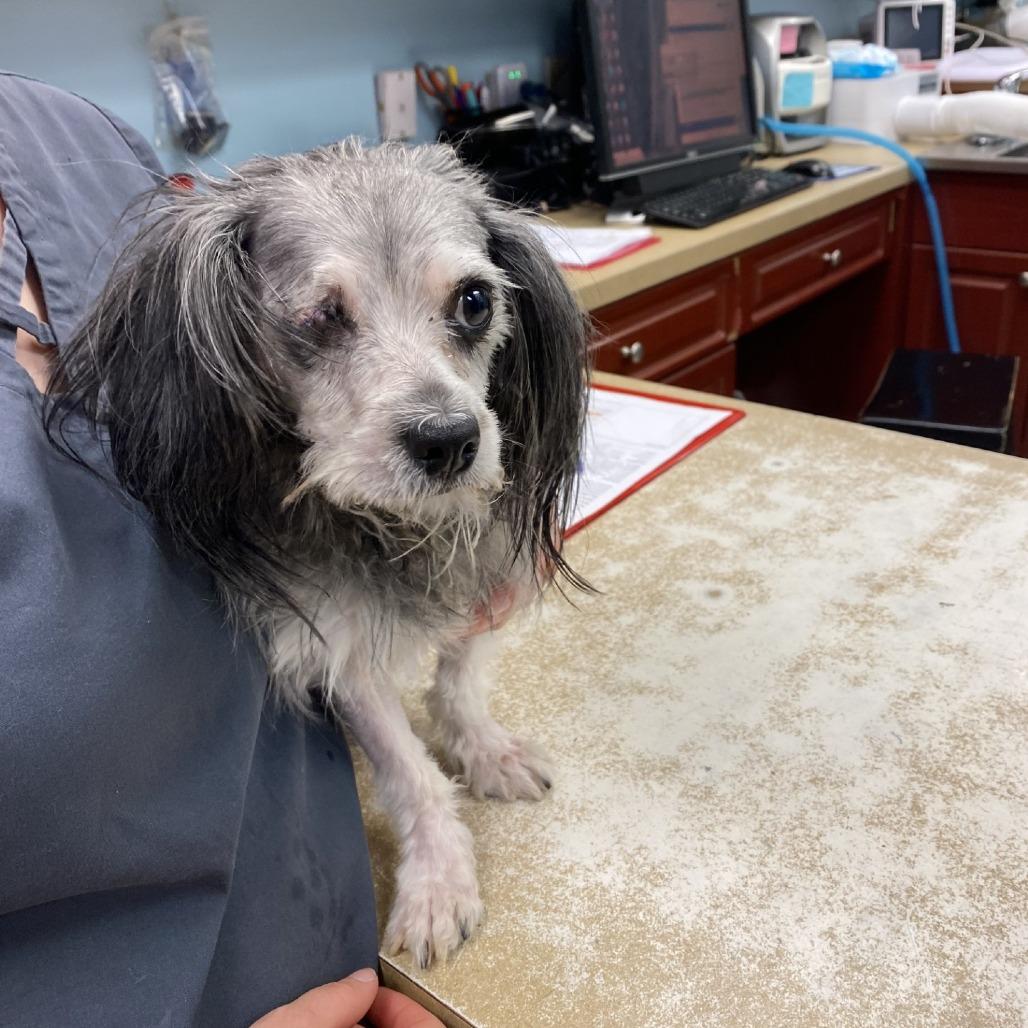 Popeye, a Adoptable mixed breed in Smithfield, NC image 2/6