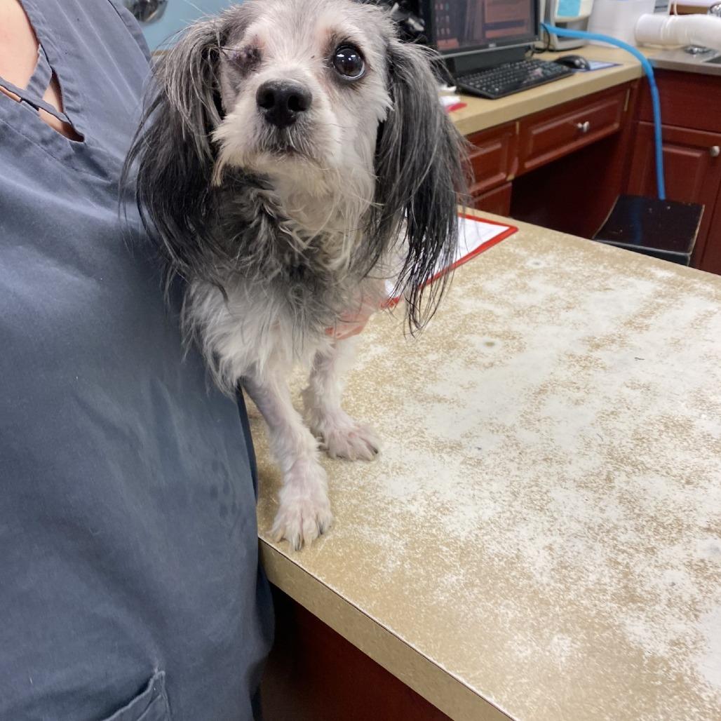 Popeye, a Adoptable mixed breed in Smithfield, NC image 3/6